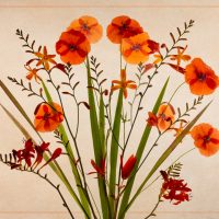 Poppies And Crocosmia - Alana Starkweather